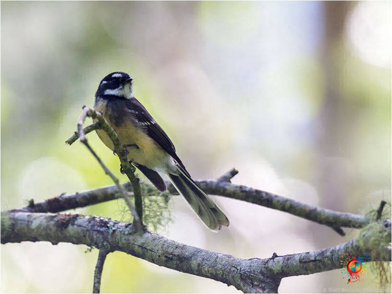Grey Fantail at Wombolly