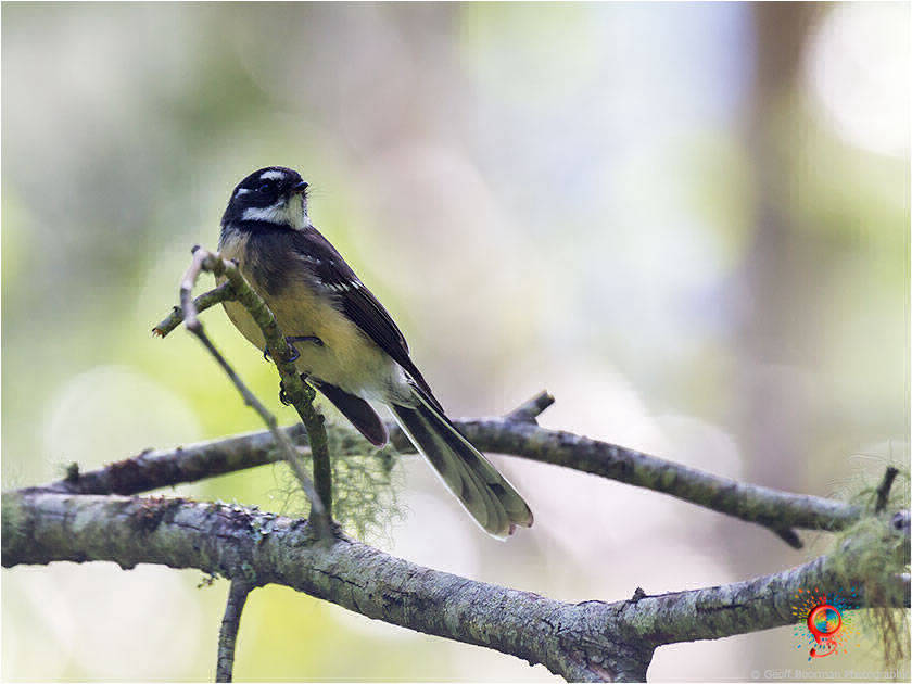 Grey Fantail at Wombolly