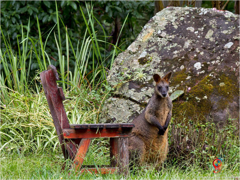 Wallabies at Wombolly