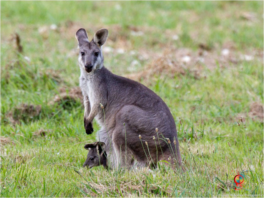 Wallaroos at Wombolly