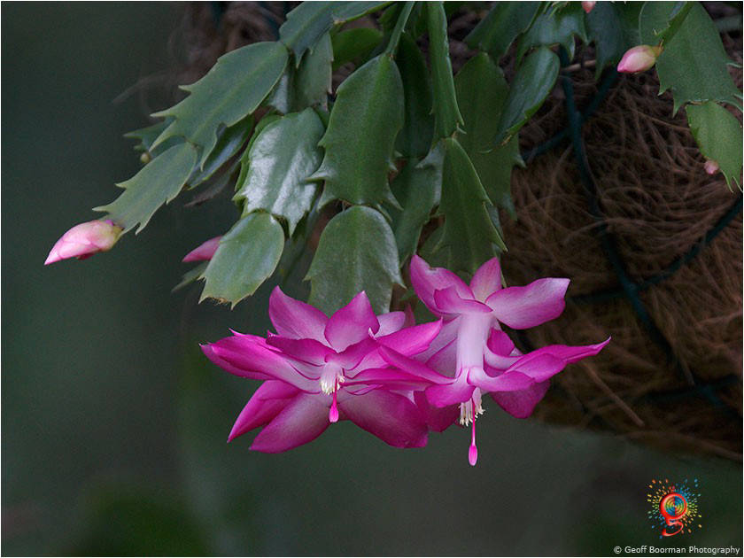 Flora at Wombolly