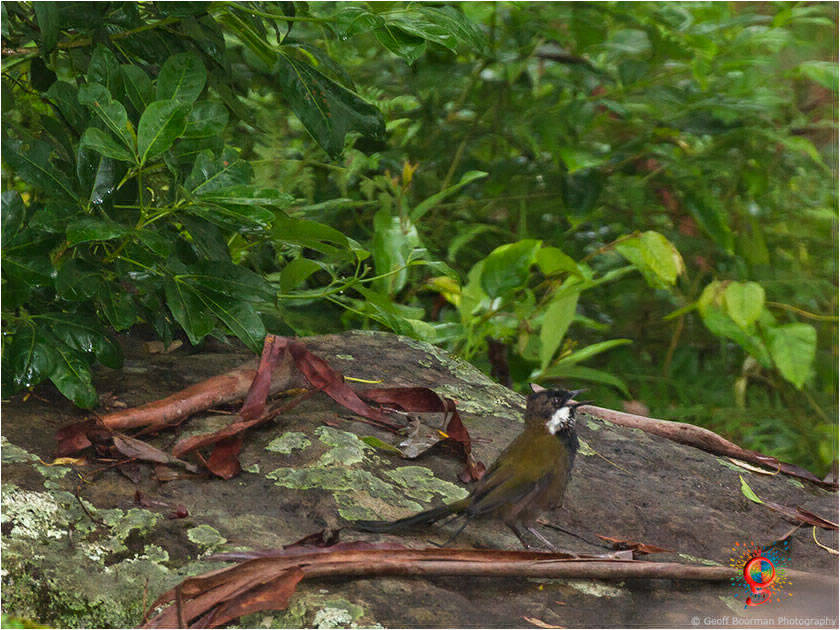 Eastern Whipbird at Wombolly