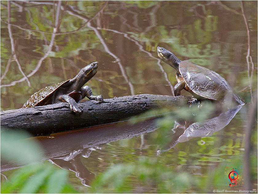 Turtles at Wombolly