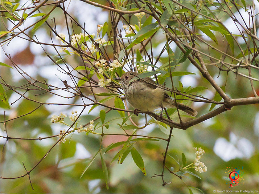 Brown Thornbill at Wombolly