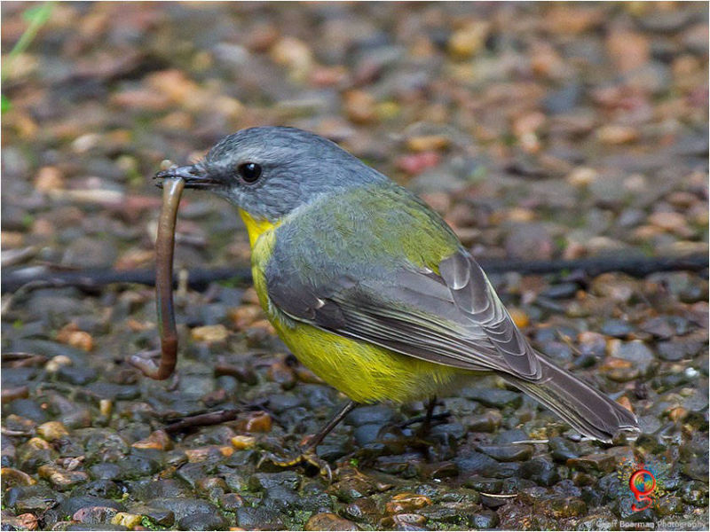 Eastern Yellow Robin at Wombolly