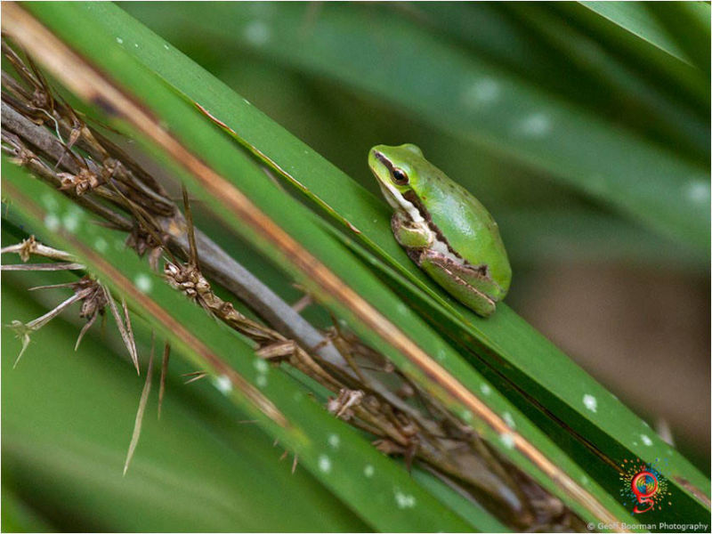 Frogs at Wombolly