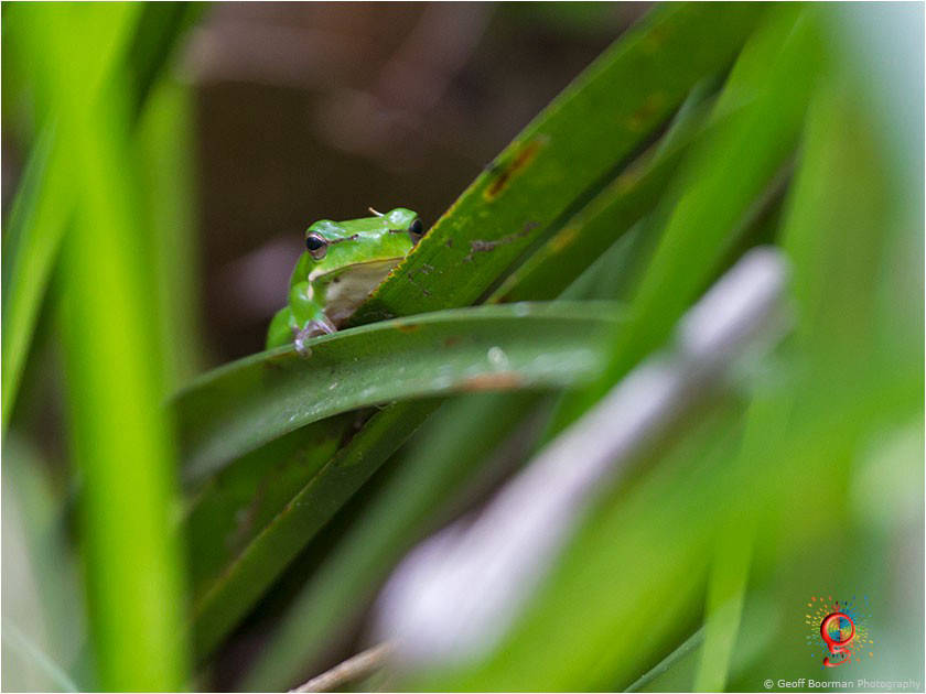 Frogs at Wombolly