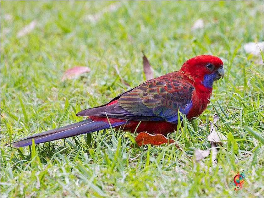 Crimson Rosella at Wombolly