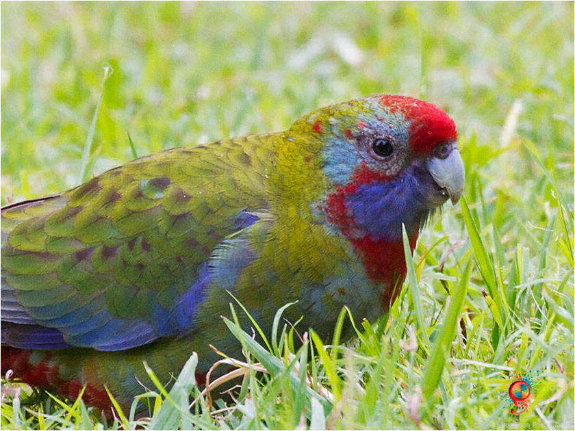 Crimson Rosella at Wombolly