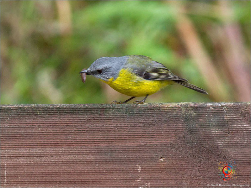 Eastern Yellow Robin at Wombolly