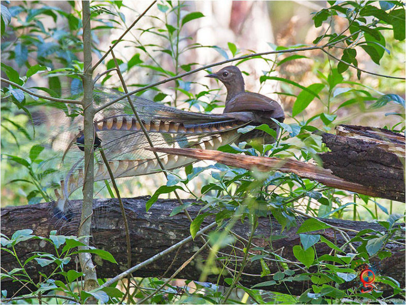Superb Lyrebird at Wombolly