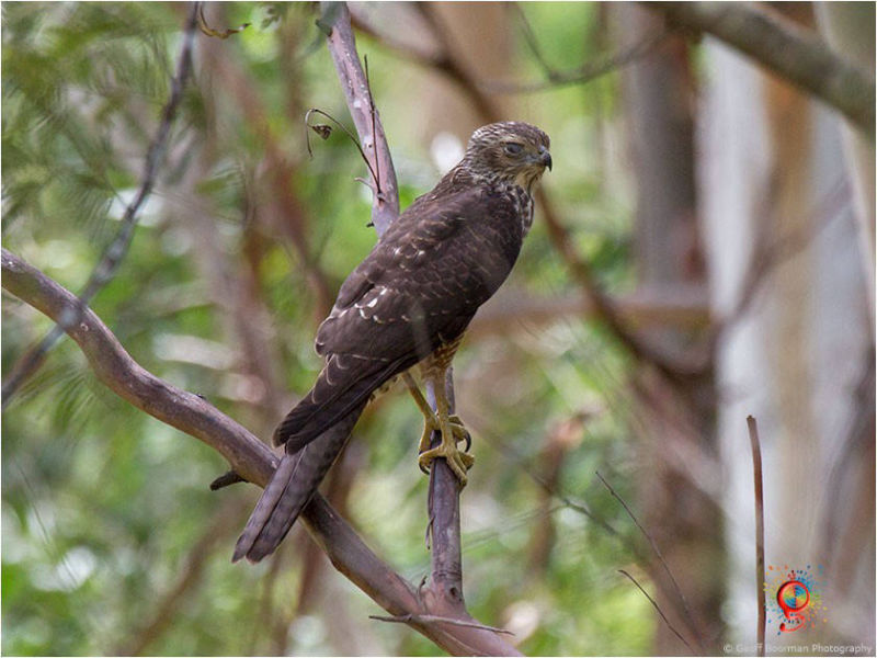 Brown Goshawk at Wombolly