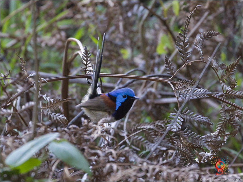 Variegated Fairy-wren at Wombolly