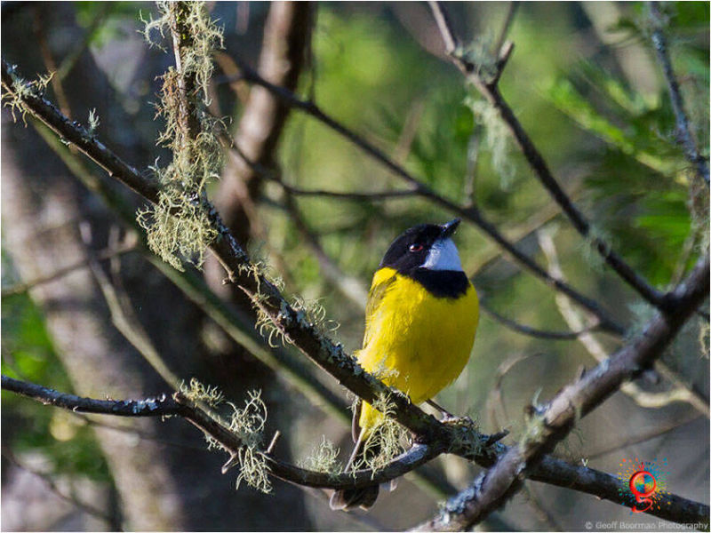 Golden Whistler at Wombolly