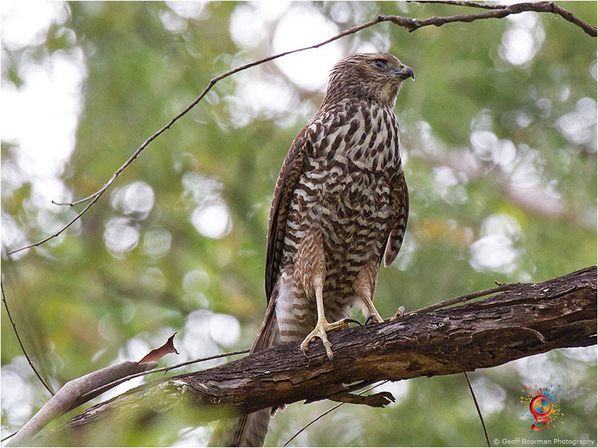 Brown Goshawk at Wombolly