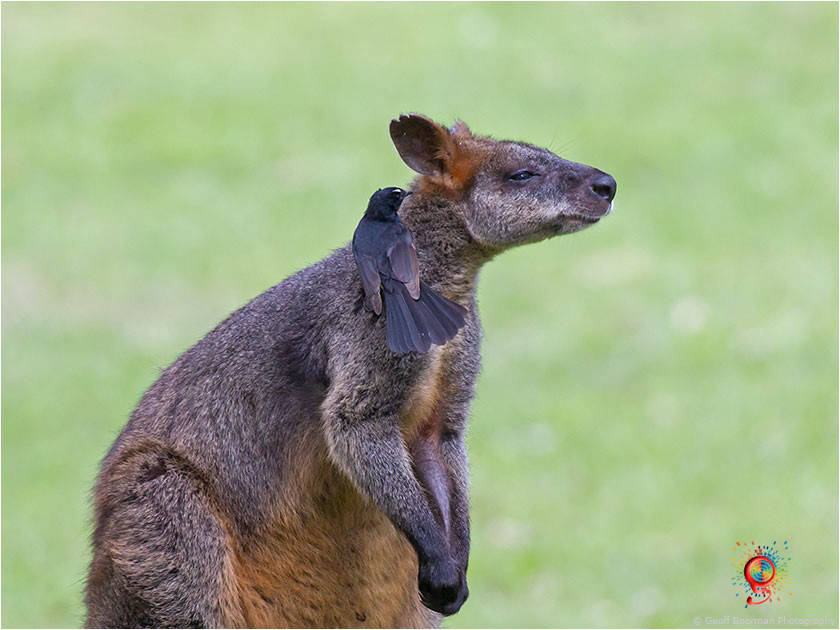 Wallabies at Wombolly
