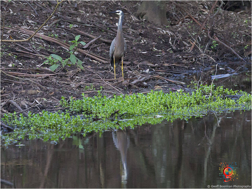 White-faced Heron at Wombolly