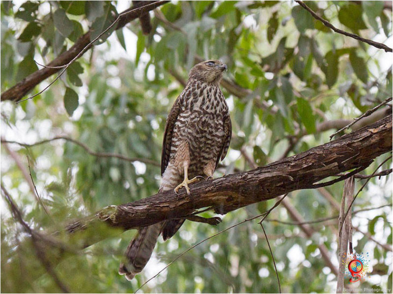 Brown Goshawk at Wombolly