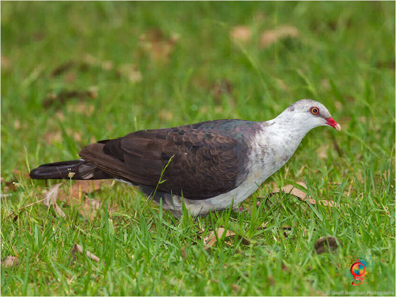 White-headed Pigeon at Wombolly