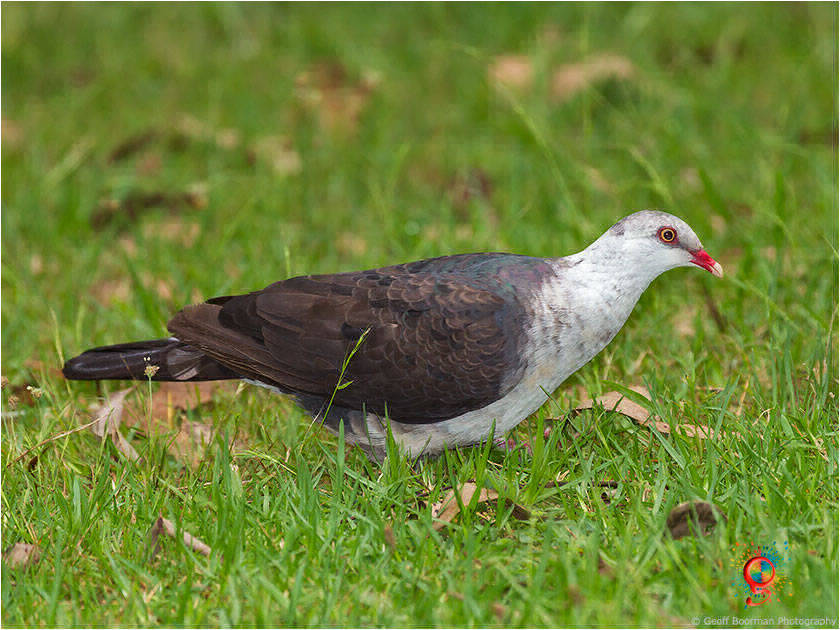 White-headed Pigeon at Wombolly
