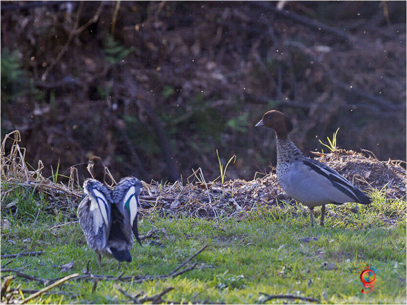 Australian Wood-duck at Wombolly