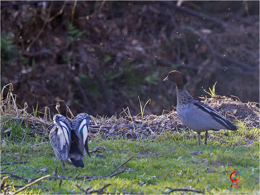 Australian Wood-duck at Wombolly