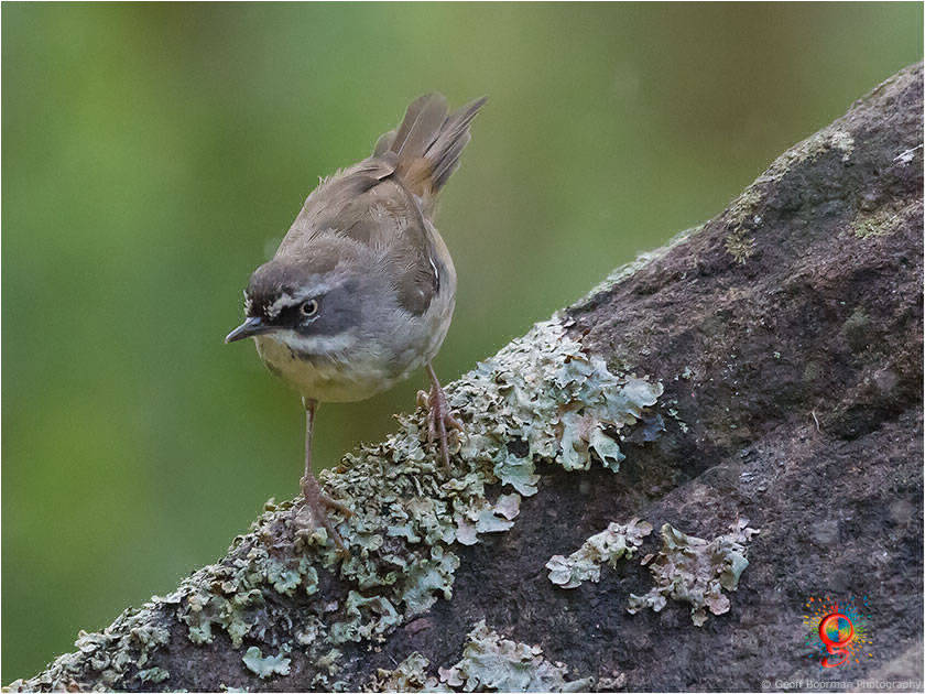 White-browed Scrubwren at Wombolly