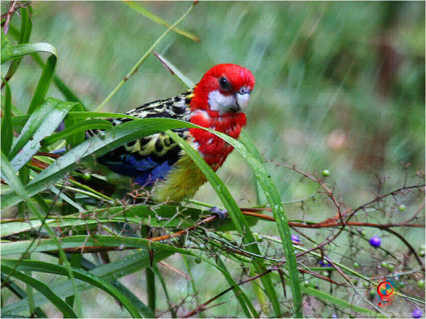 Eastern Rosella