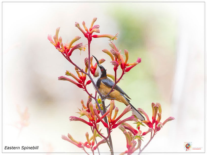 Eastern Spinebill