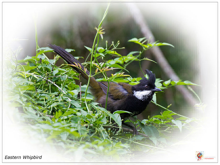 Eastern Whipbird at Wombolly