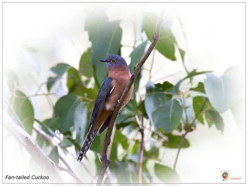 Fantailed Cuckoo at Wombolly