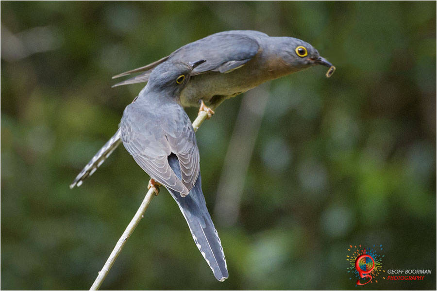 Fan-tailed Cuckoo pair - Wombolly