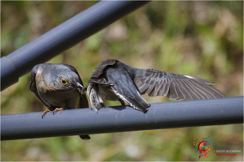 Fan-tailed Cuckoos -Wombolly