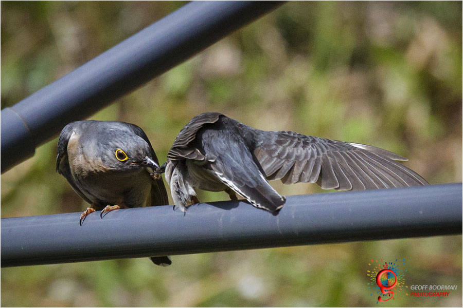 Fan-tailed Cuckoos -Wombolly