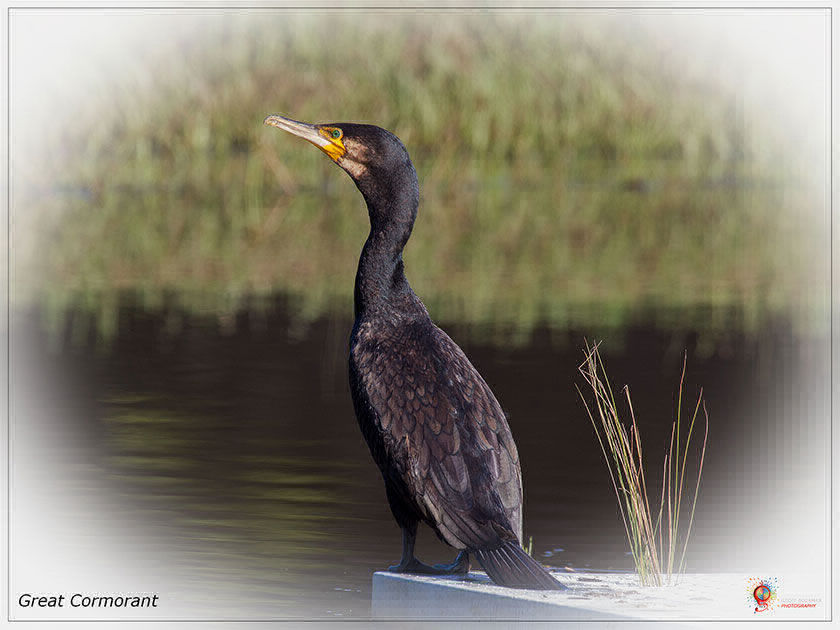 Great Cormorant