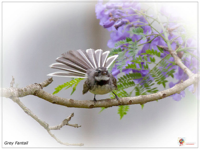 Grey Fantail at Wombolly