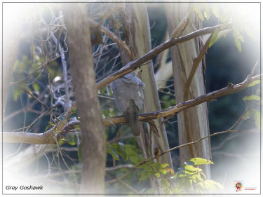 Grey Goshawk