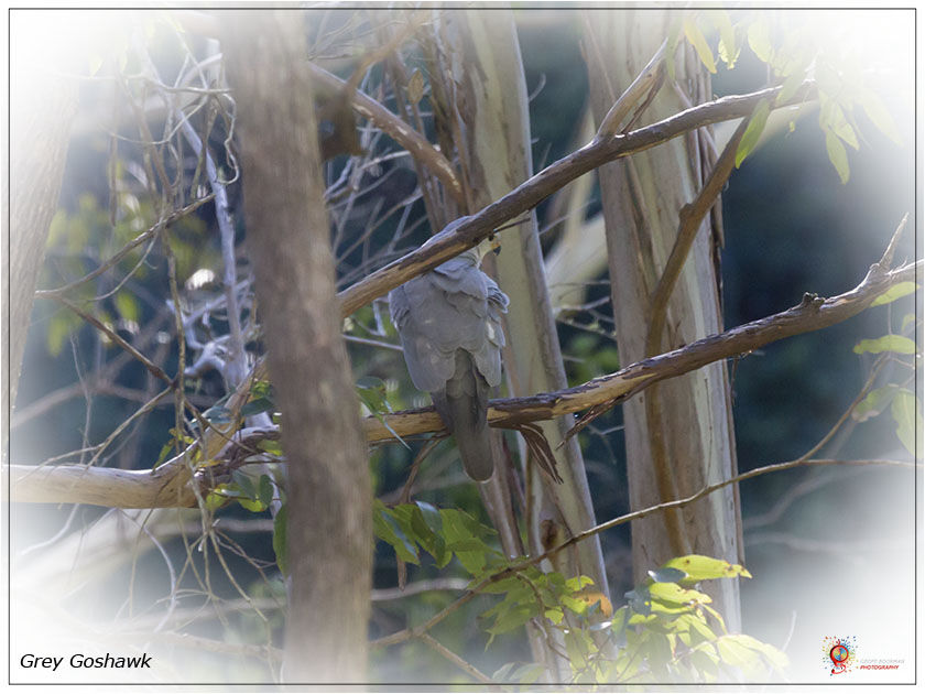 Grey Goshawk at Wombolly