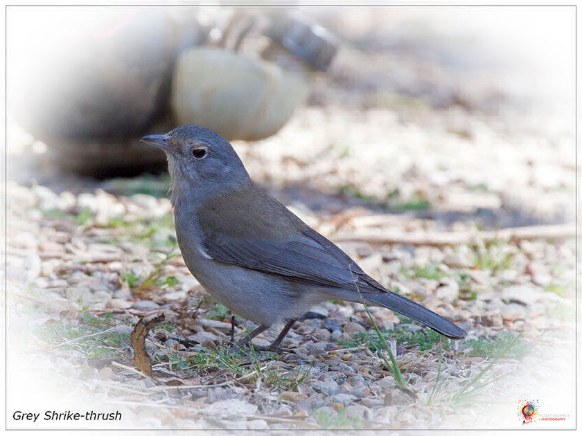 Grey Shrike-thrush at Wombolly