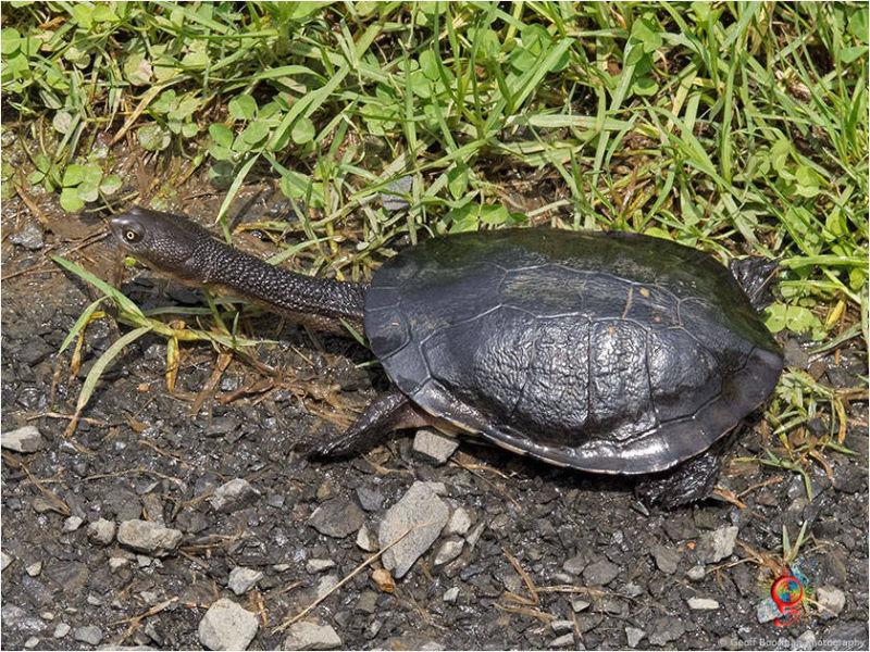 Turtles at Wombolly