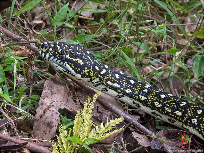 Diamond Pythons at Wombolly