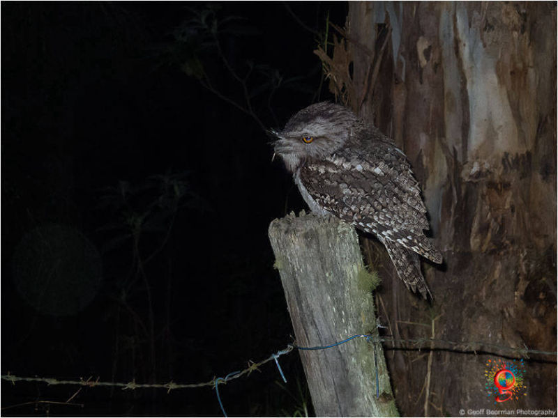 Tawny Frogmouth at Wombolly