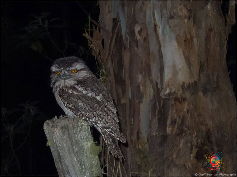 Tawny Frogmouth at Wombolly