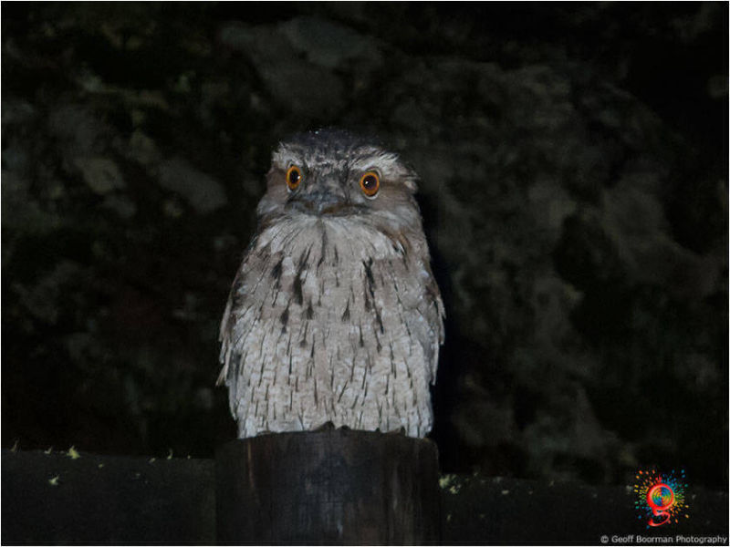 Tawny Frogmouth at Wombolly
