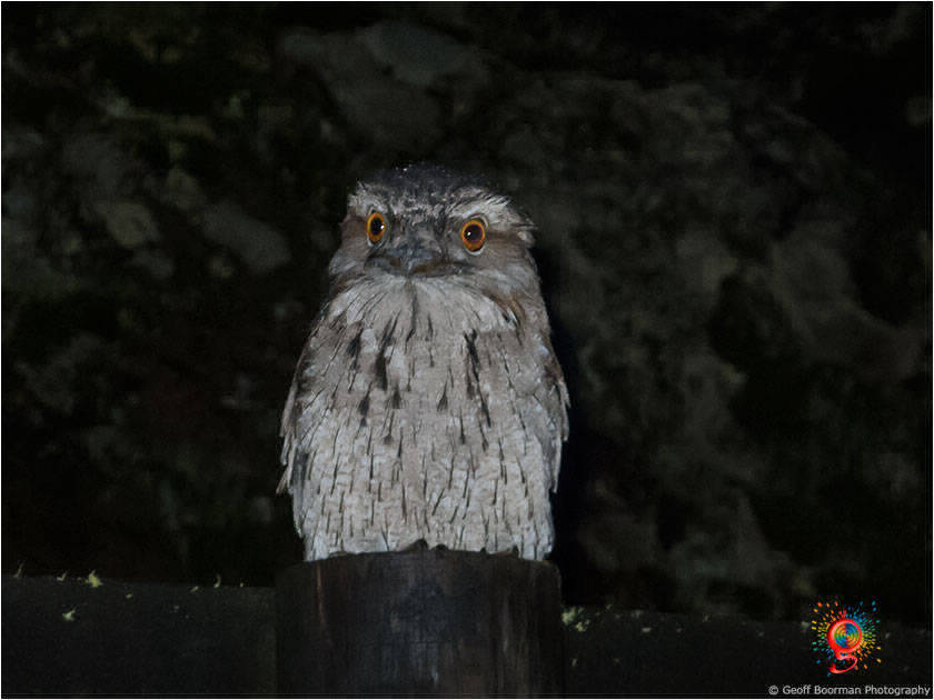 Tawny Frogmouth at Wombolly
