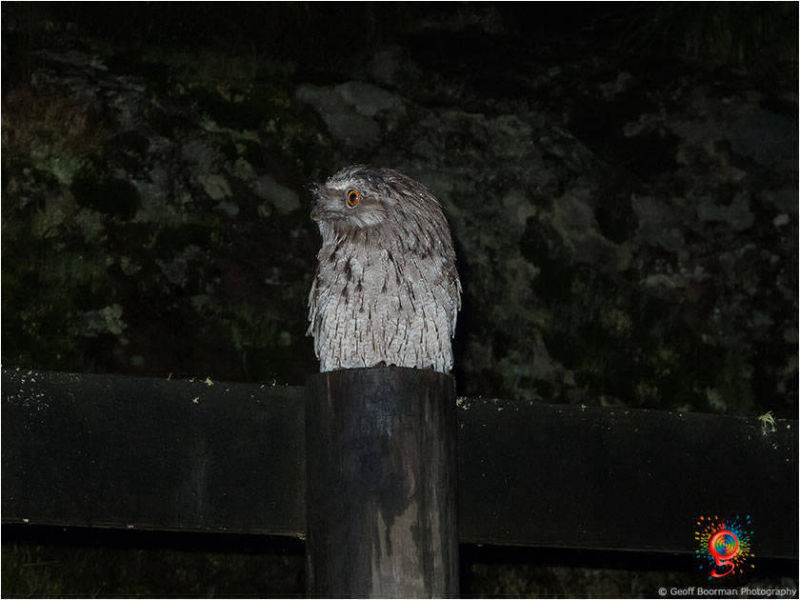 Tawny Frogmouth at Wombolly