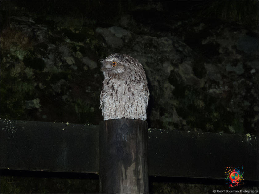 Tawny Frogmouth at Wombolly