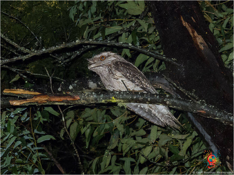 Tawny Frogmouth at Wombolly