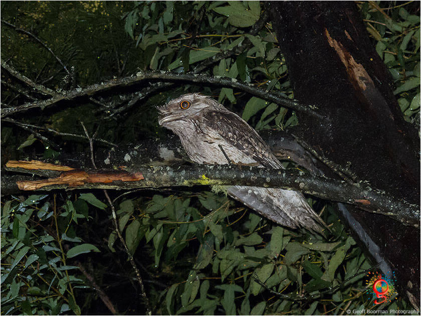 Tawny Frogmouth at Wombolly