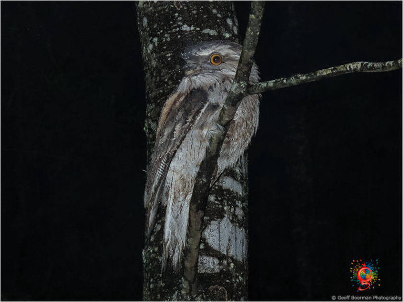 Tawny Frogmouth at Wombolly